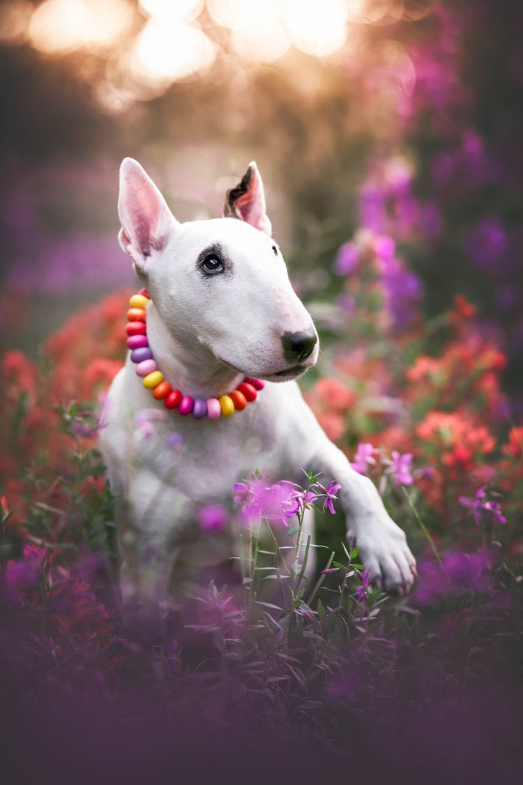 wp-content/uploads/bullterrier-in-flower-field.jpg