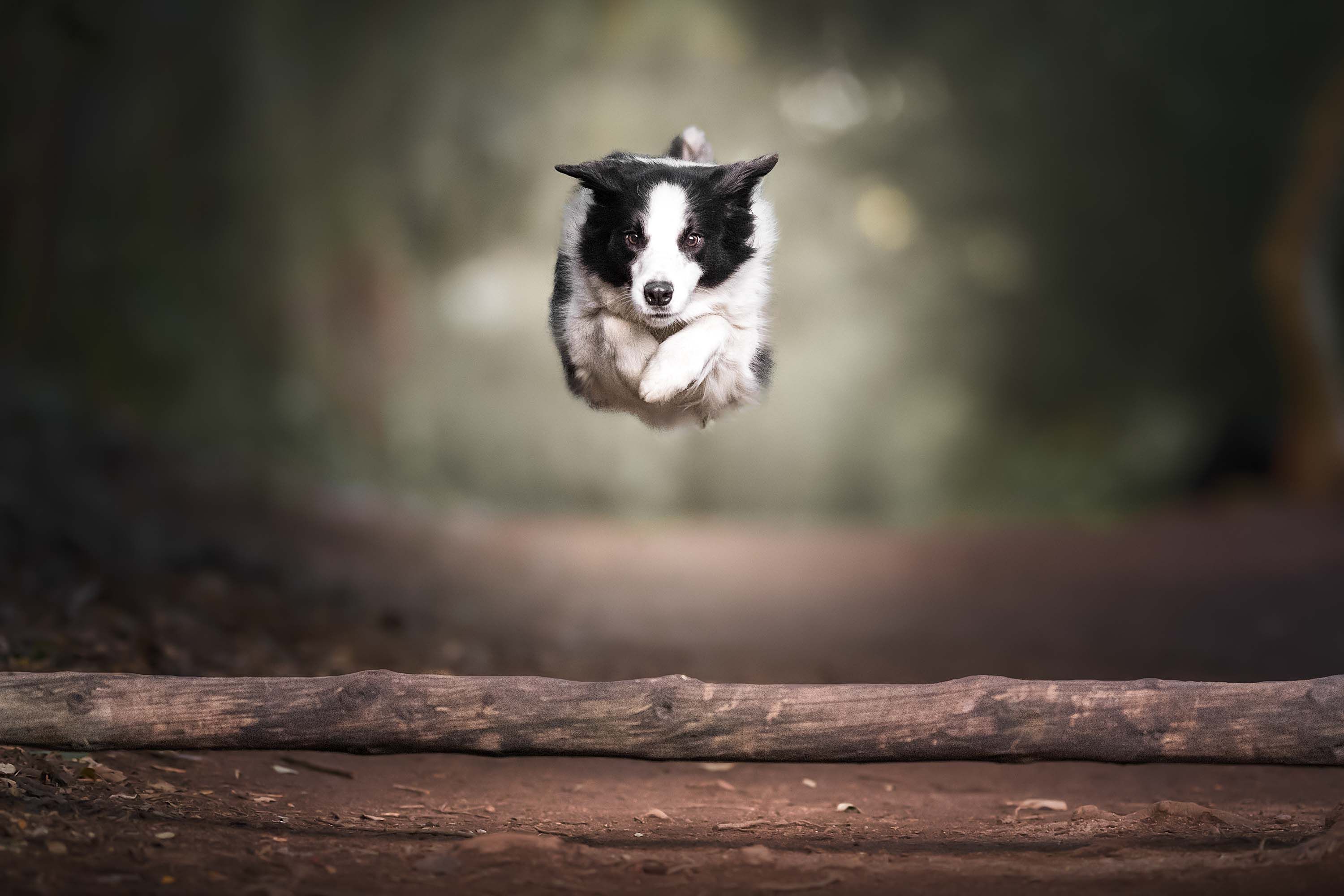 flying border collie