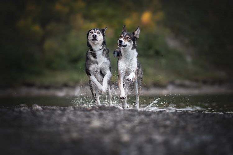 wp-content/uploads/huskies-running.jpg