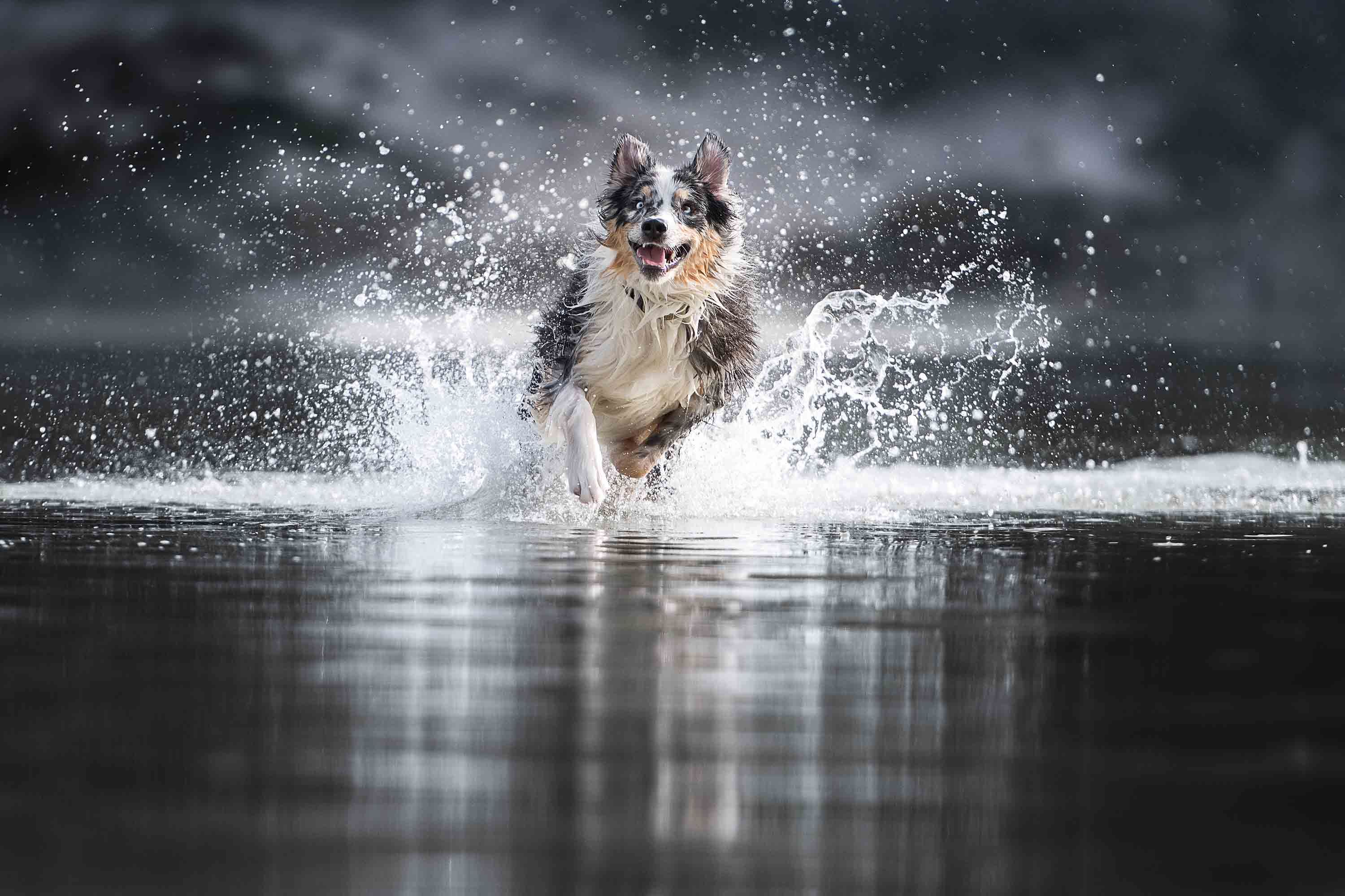 dogs in action model australian shepherd