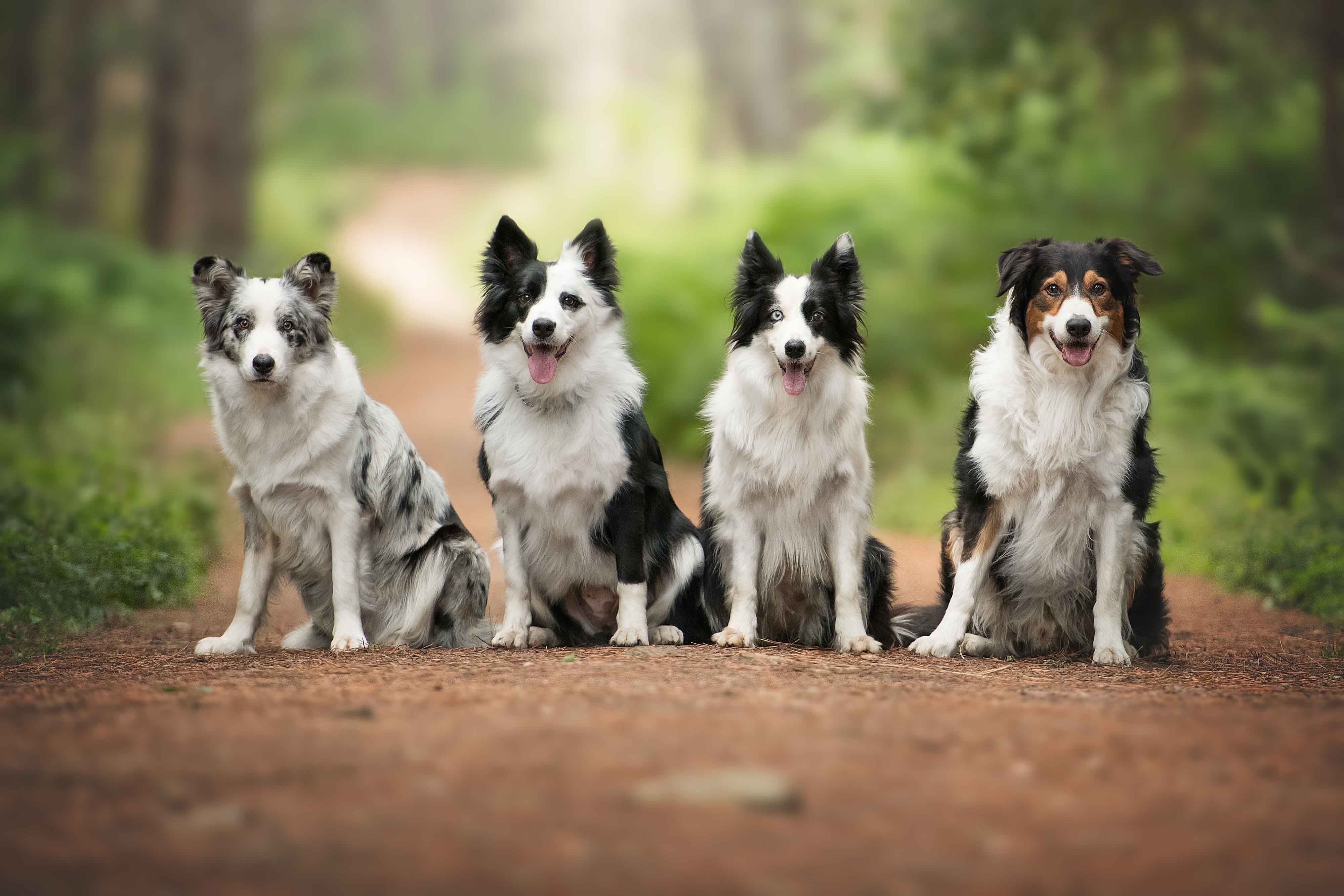 wp-content/uploads/bordercollies_group_small.jpg