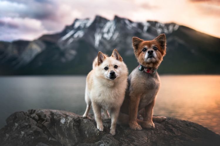wp-content/uploads/Banff-dog-photoshoot-1.jpg