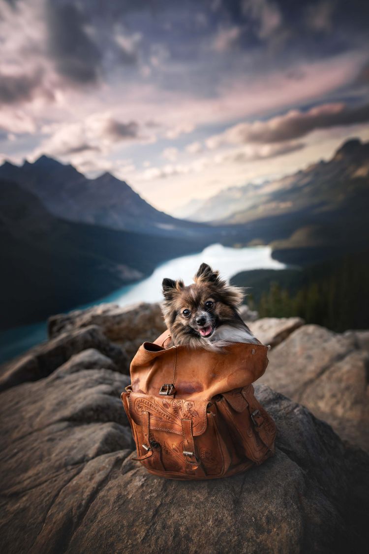 wp-content/uploads/pom_in_backpack_peyto.jpg